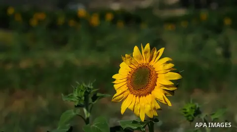 View of a sunflower at the fields of Al-Sawiya village, south of the West Bank city of Nablus, on June 26, 2020. Photo by Shadi Jarar'ah