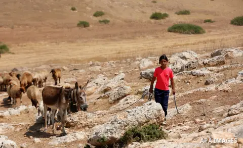 Palestinian girl Bisan Kaabneh,10, graze sheep near their tents in Khirbet Samra in the northern Jordan Valley, lands threatened with confiscation within Israel's plans to annex parts of the occupied West Bank, on June 3...