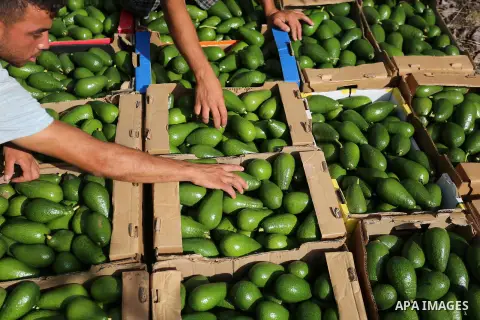A Palestinian farmer collects Avocado during harvest season at a farm in Khan Younis in the southern Gaza Strip, on August 6, 2020. Photo by Ashraf Amra