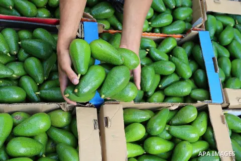 A Palestinian farmer collects Avocado during harvest season at a farm in Khan Younis in the southern Gaza Strip, on August 6, 2020. Photo by Ashraf Amra
