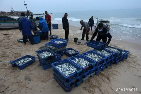 Palestinian fishermen collect caught fish from their nets in a boat on the beach in Deir al-Balah,in the central of Gaza Strip, on September 4, 2020. After Israel allowed fishermen back to work up to 15 nautical miles fo...