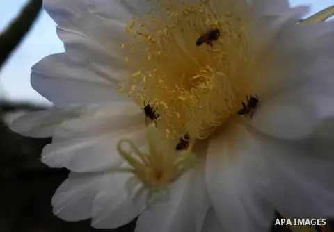 A palestinian farmer pollinates dragon fruit at a dragon fruit planting base in a farm in Beit Hanoun, northern Gaza Strip, October 6, 2020. These fruits are commonly known in English as "dragon fruit", a name used since...
