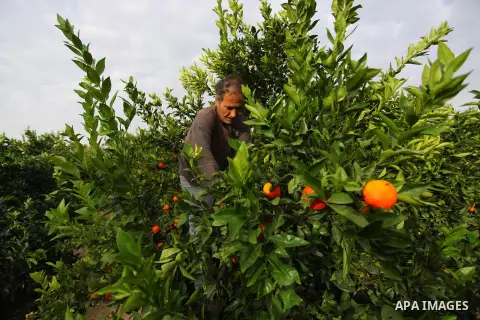 A Palestinian farmer harvests Clementine at a farm, in Beit Hanoun in the northern Gaza Strip, on December 14, 2020. A clementine is a tangor, a citrus fruit hybrid between a willowleaf mandarin orange, named for its lat...