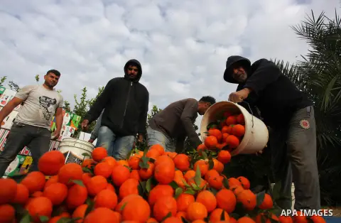 Palestinian farmers harvest Clementine at a farm, in Beit Hanoun in the northern Gaza Strip, on December 14, 2020. A clementine is a tangor, a citrus fruit hybrid between a willowleaf mandarin orange, named for its late...