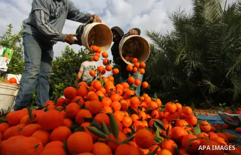 Palestinian farmers harvest Clementine at a farm, in Beit Hanoun in the northern Gaza Strip, on December 14, 2020. A clementine is a tangor, a citrus fruit hybrid between a willowleaf mandarin orange, named for its late...