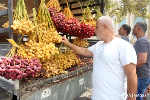 Palestinian farmers harvest the Yellow Barhi dates in Jericho, in the West Bank on August 30, 2023. Yellow Barhi dates are available in the late summer through early fall. The farmers of Jericho have been perfecting the...