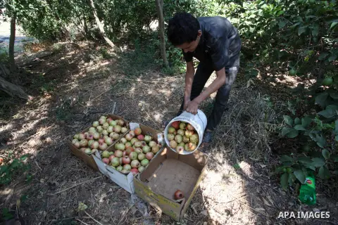 Palestinian farmers pick pomegranates during harvest season in Gaza city on September 03, 2023. The pomegranate was originally described throughout the Mediterranean region. The fruit is typically in season in the Southe...