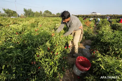 Palestinian farmers collect red peppers during harvest season in Gaza city, on September 10, 2023. Palestinian farmer told that the output of the harvest of red peppers this year is lower than forecast. The prices at whi...