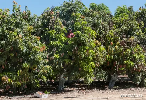 Palestinian farmers pick Mango at a field during the harvest season in the center of Gaza strip, on August 02, 2023. With the summer heat, mango fruits begin to mature in the Gaza Strip. There are seven different types o...