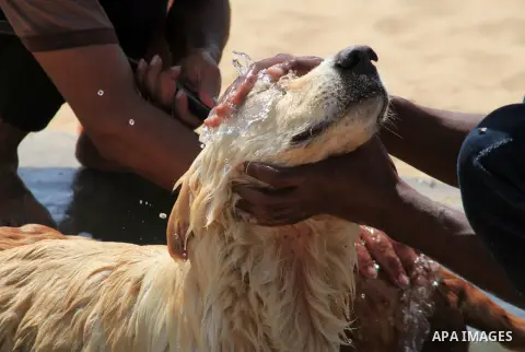 Palestinians spray stray dogs to cool down during heatwave at the Sulala Society for Training and Caring for Animals, in Gaza city on July 30, 2023. Volunteers rescue dogs and cats that have been struck by cars or abused...