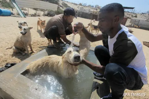 Palestinians spray stray dogs to cool down during heatwave at the Sulala Society for Training and Caring for Animals, in Gaza city on July 30, 2023. Volunteers rescue dogs and cats that have been struck by cars or abused...