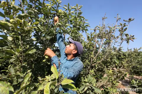 Palestinian farmers collect apples "Lahwani" at a farm in Beit Lahia in the northern Gaza Strip on 13 July 2023. Beit Lahiya is famous for growing Lahwan apples. Apple trees are cultivated worldwide and are the most wide...
