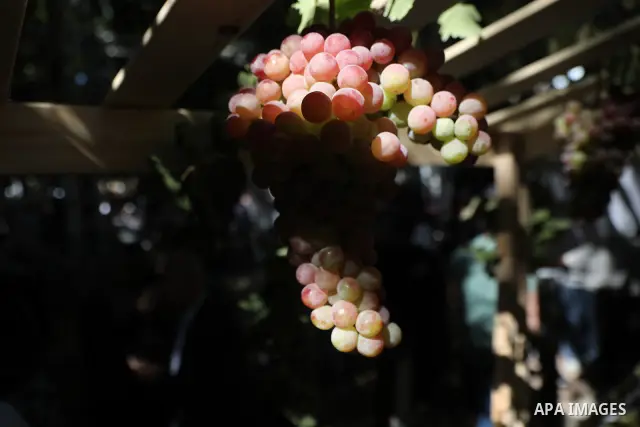 Palestinian farmers and residents take part in a grape festival in the Old City of Hebron, West Bank, on September 26, 2026, celebrating the grape harvest for which the area is known. The festival featured various grape...